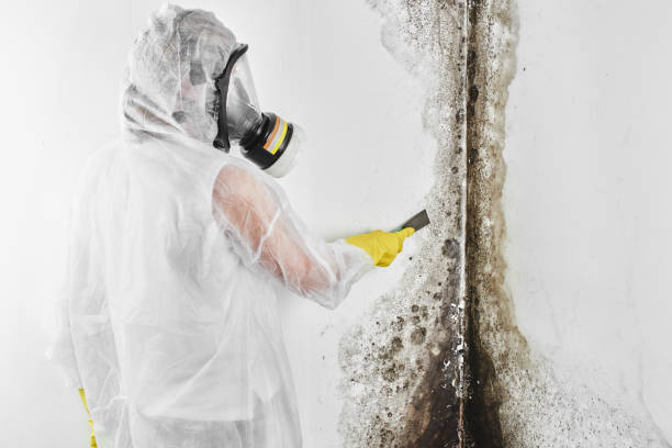 Best Black Mold Remediation in Gibson, AR