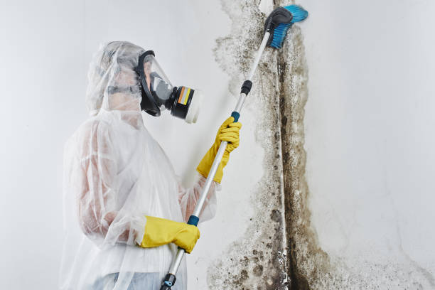 Best Kitchen Mold Remediation in Gibson, AR