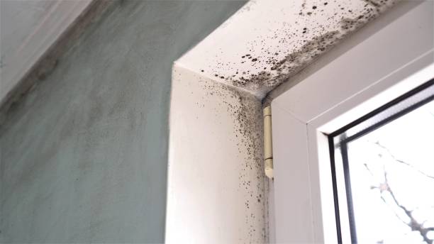 Best Black Mold Remediation in Gibson, AR