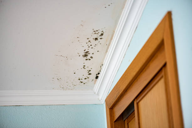 Best Commercial Mold Remediation in Gibson, AR