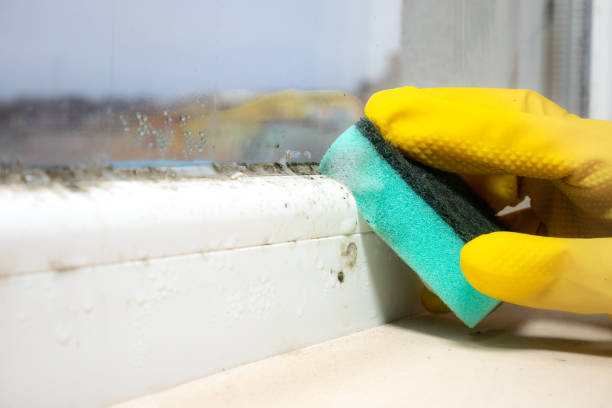 Professional Mold Remediation in Gibson, AR