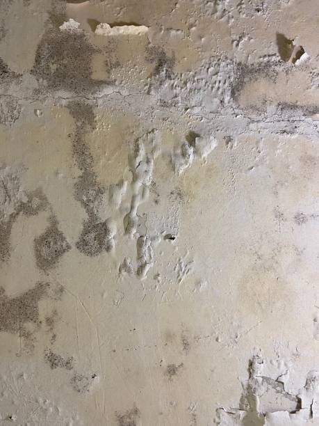 Best Attic Mold Remediation in Gibson, AR