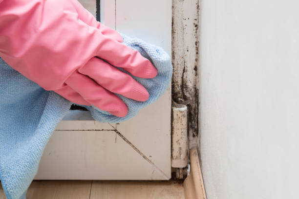 Best Preventive Mold Services in Gibson, AR